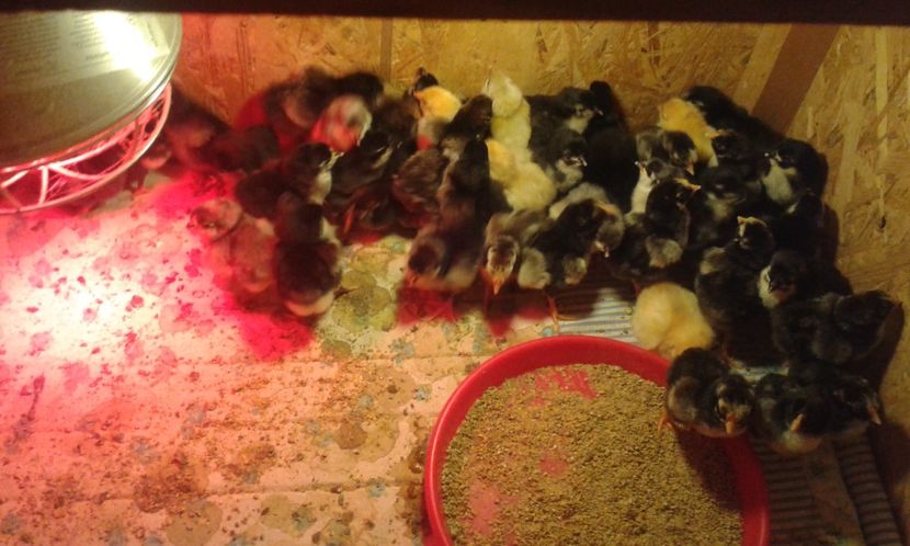  - PUI 2018 AUSTRALOP WYANDOTTE