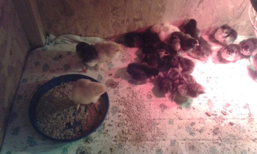  - PUI 2018 AUSTRALOP WYANDOTTE