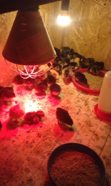  - PUI 2018 AUSTRALOP WYANDOTTE