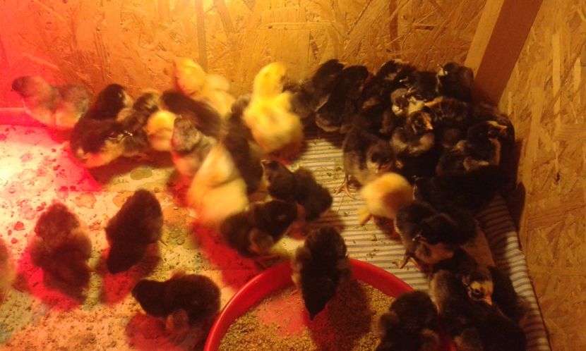  - PUI 2018 AUSTRALOP WYANDOTTE