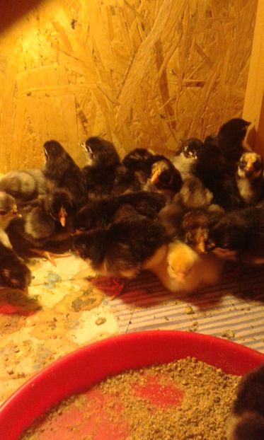  - PUI 2018 AUSTRALOP WYANDOTTE