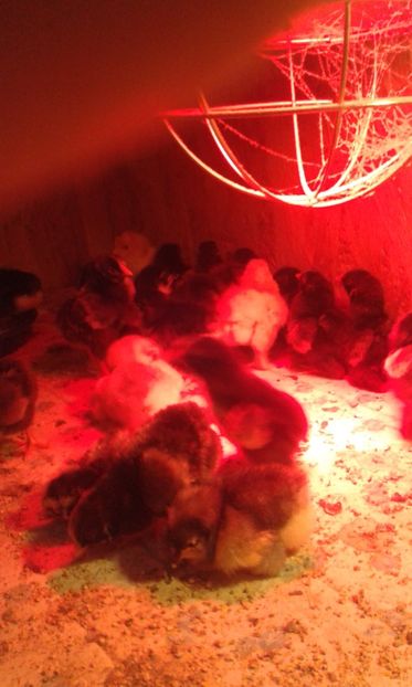  - PUI 2018 AUSTRALOP WYANDOTTE