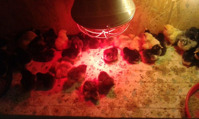  - PUI 2018 AUSTRALOP WYANDOTTE