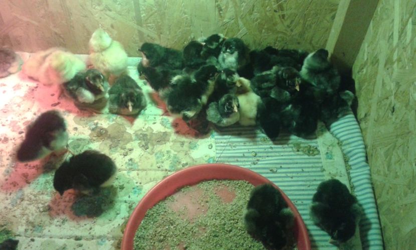  - PUI 2018 AUSTRALOP WYANDOTTE