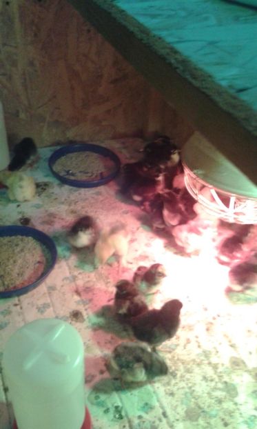  - PUI 2018 AUSTRALOP WYANDOTTE