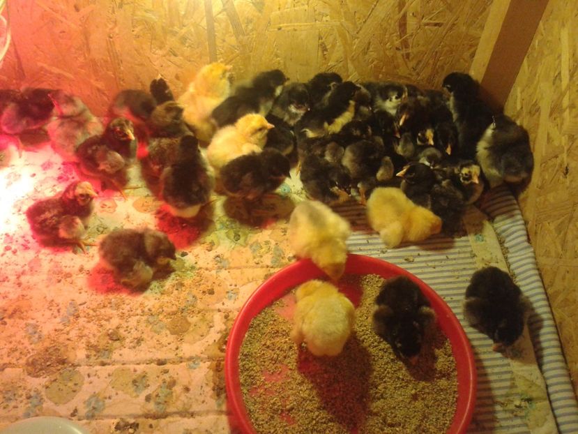  - PUI 2018 AUSTRALOP WYANDOTTE