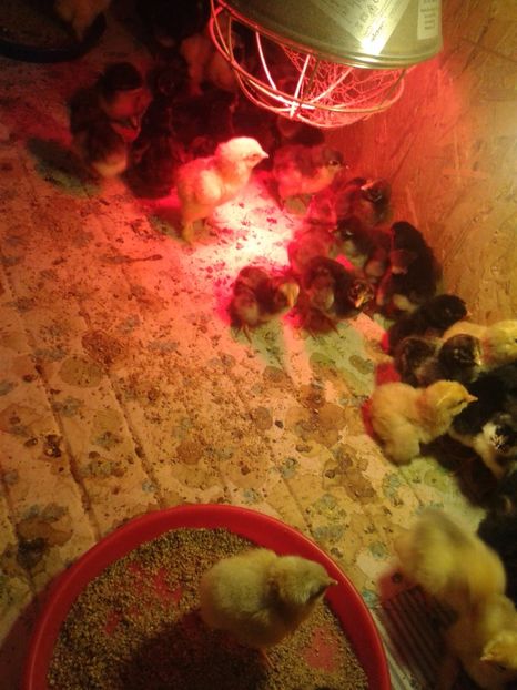  - PUI 2018 AUSTRALOP WYANDOTTE