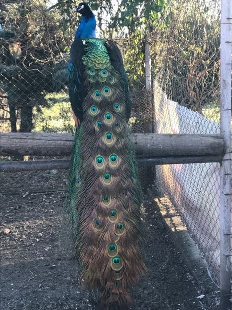  - VANZARI-SCHIMBURI-CUMPARARI