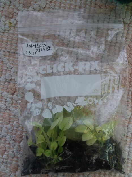 26 feb - Ramblin Silver