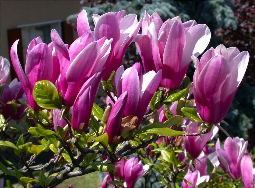 magnolia Susan - Noutati 2018