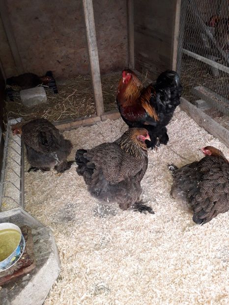  - Brahma Potărnichiu 2018