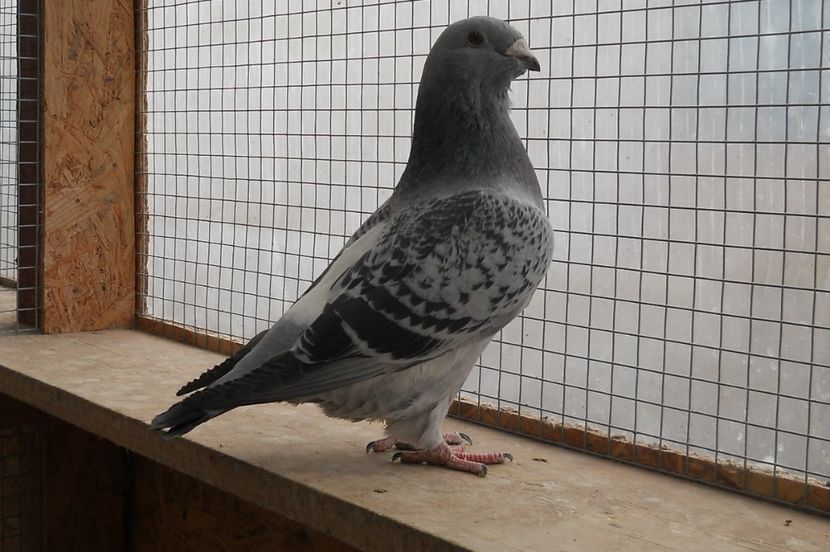 21 - Pui voiajor standard 2017