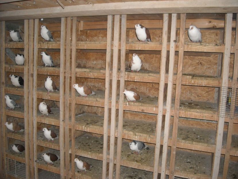  - DE PRIN PORUMBARIE