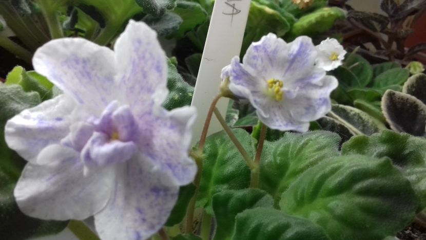 Rs Nayada - ZZ RS Nayada