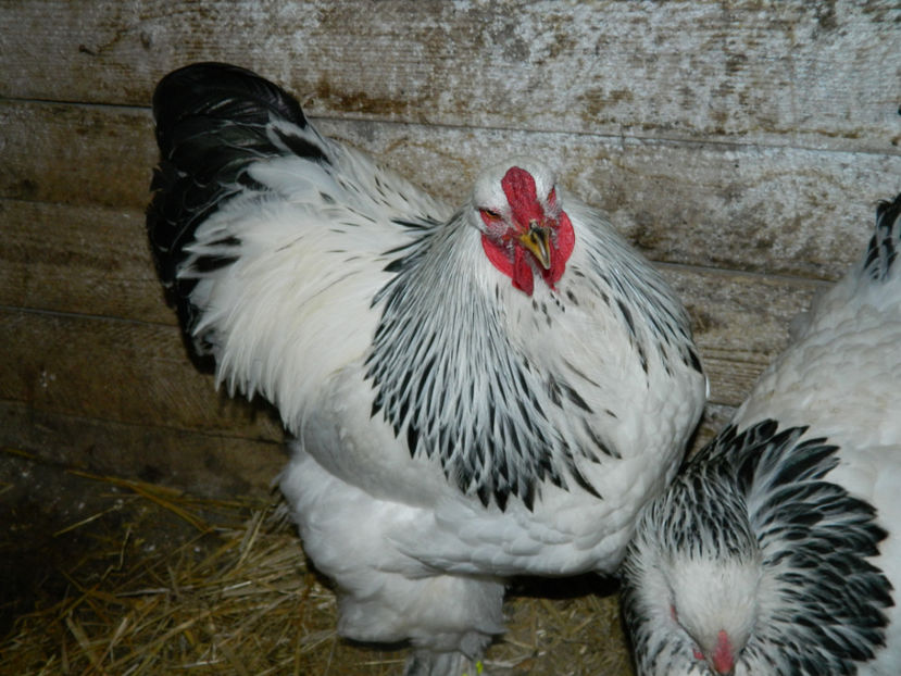  - Brahma herminat deschis 2