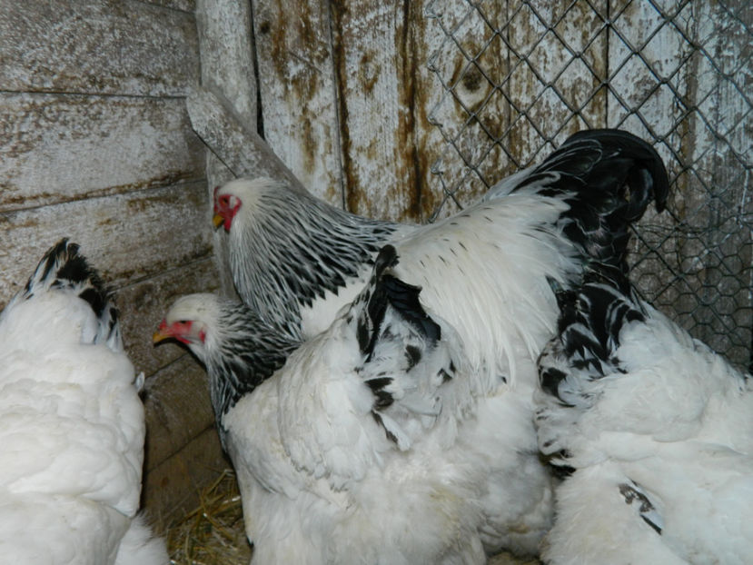  - Brahma herminat deschis 2