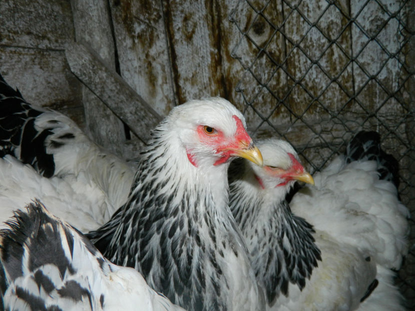  - Brahma herminat deschis 2