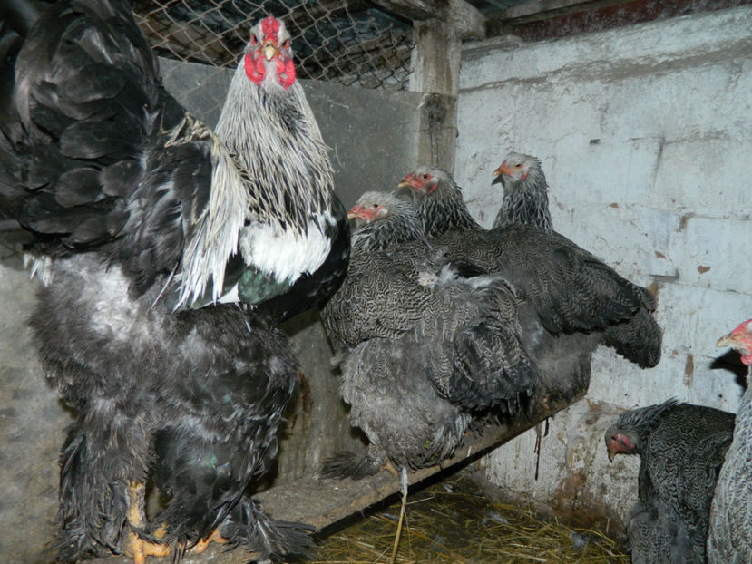  - Brahma herminat inchis 1