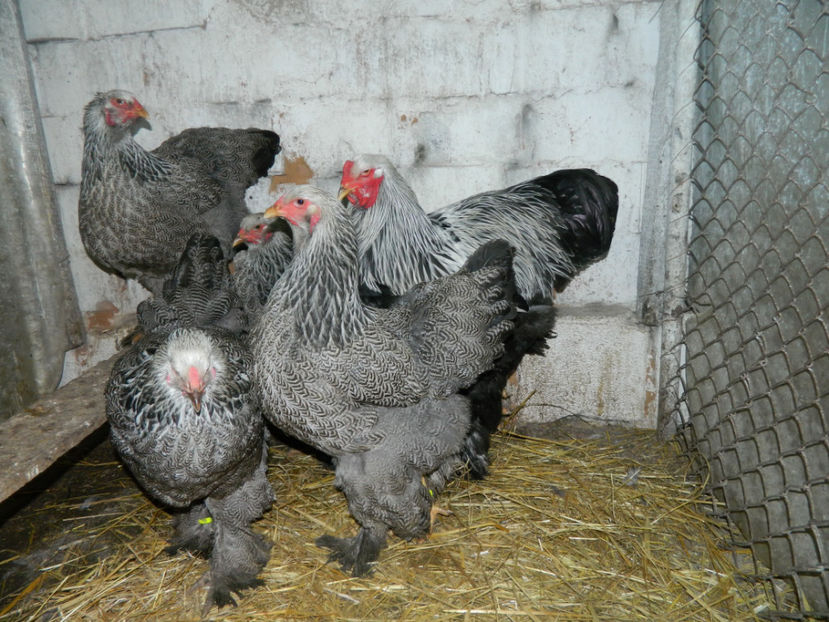  - Brahma herminat inchis 2