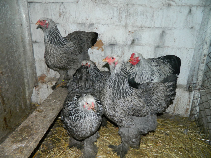  - Brahma herminat inchis 2