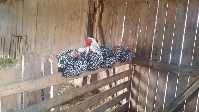 w1 - Wyandotte Argintiu