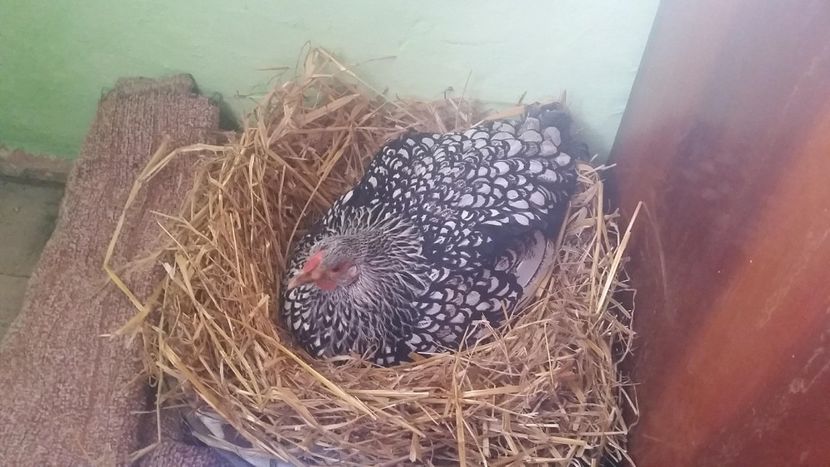 w2 - Wyandotte Argintiu