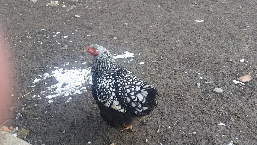 w5 - Wyandotte Argintiu