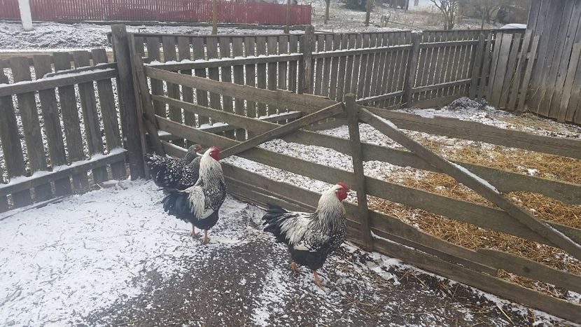 w7 - Wyandotte Argintiu