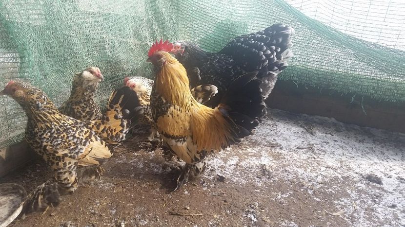 mdfl3 - Mii De Flori Lemon Barboase