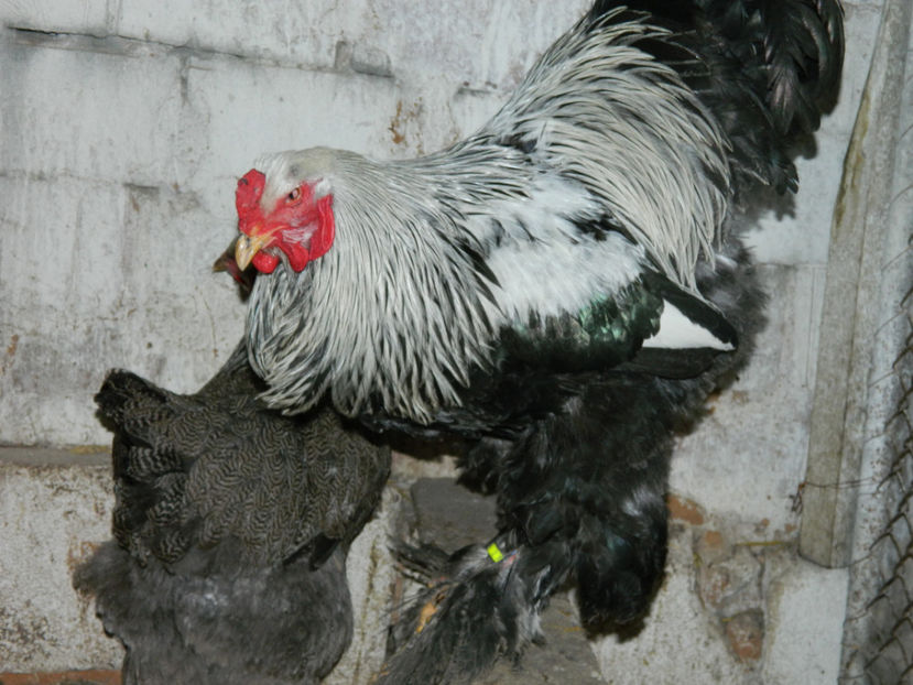  - Brahma herminat inchis 3