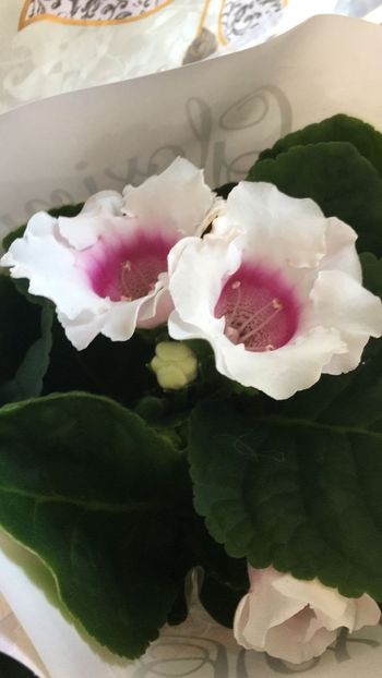 IMG-20170815-WA0001 - Gloxenii 2017