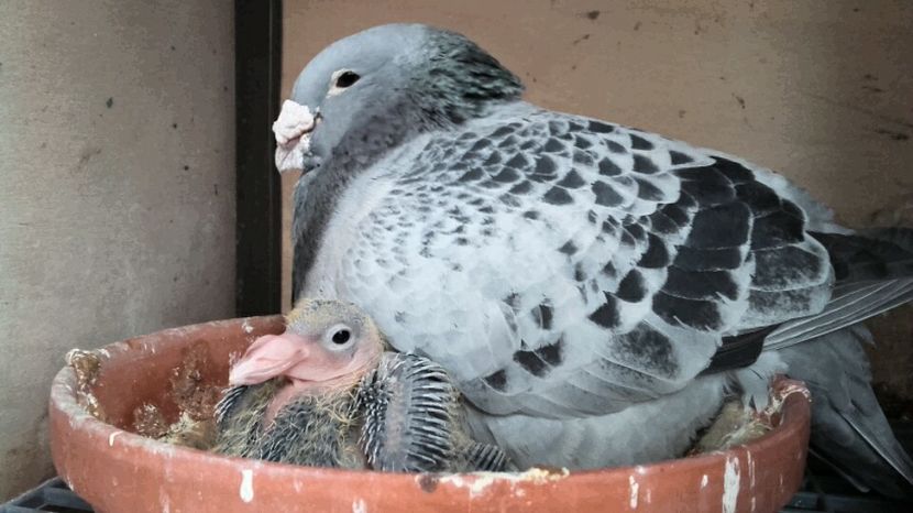 mascul 2015 --- pui 2018 - PENTRU CRESCATORII CARE SE RESPECTA