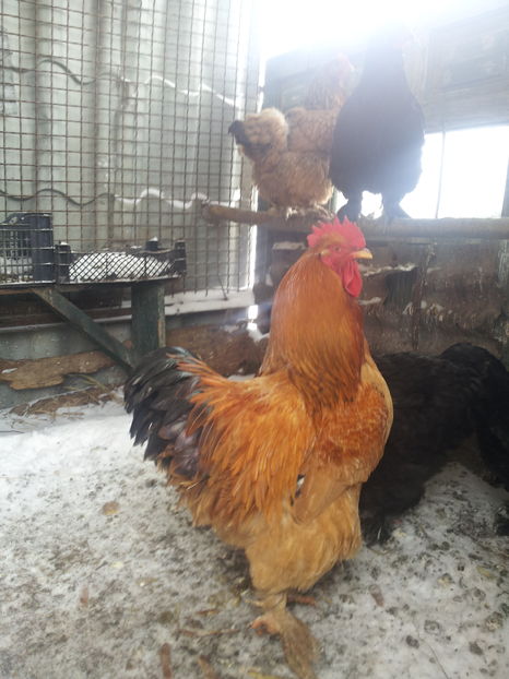  - Pasari productie proprie 2017