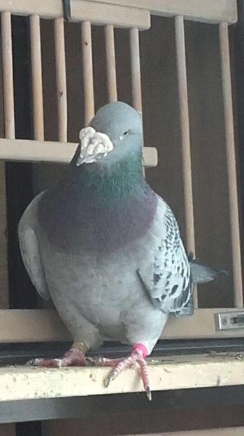 mascul 2015 - PENTRU CRESCATORII CARE SE RESPECTA