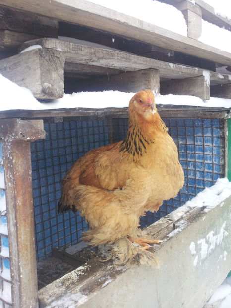  - Pasari productie proprie 2017