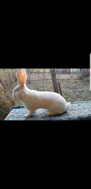 received_585950828407010 - De vanzare