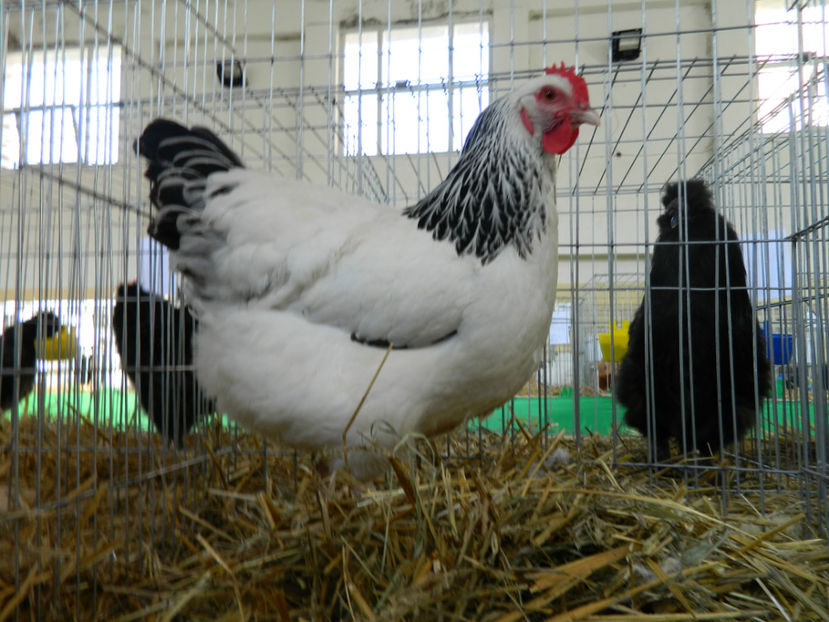  - Susssex herminat deschis