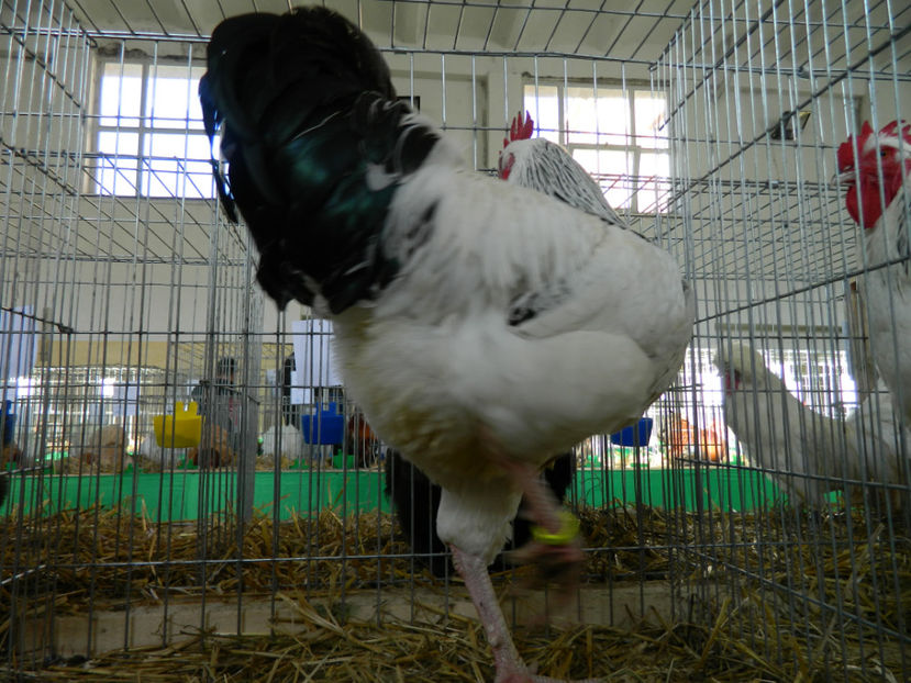  - Susssex herminat deschis