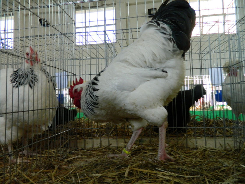  - Susssex herminat deschis