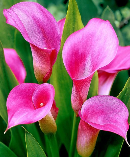 38 Cala Zantedeschia Rehmannii (Arum Lily Pink) - 2 NOUTATI în colecția mea - 2018 -2019