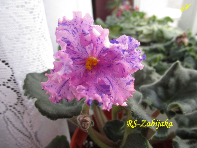 RS-Zabijaka(27-02-2018) - Violete 2018