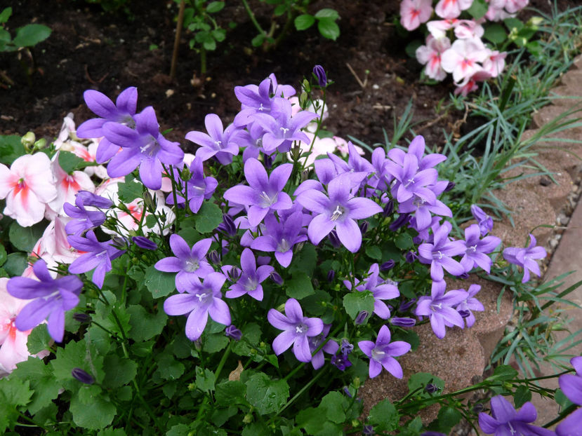  - Campanula