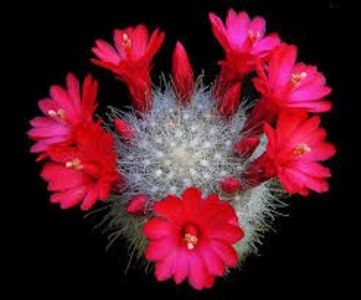 Mammillaria senilis - achizitionata - Whish list pentru viata urmatoare1