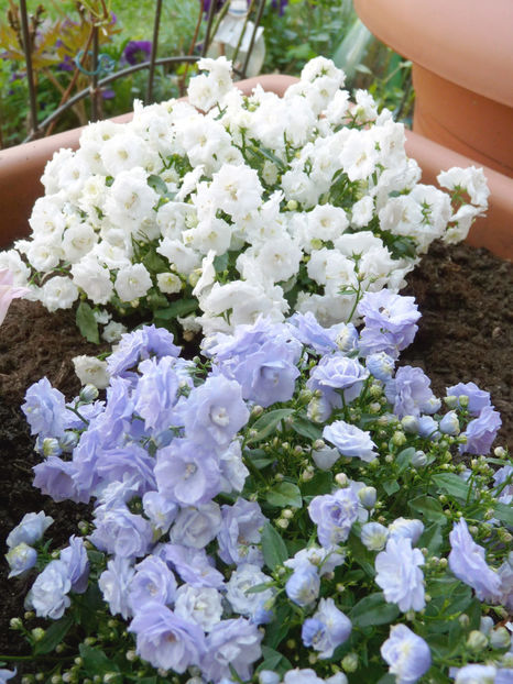 C. haylodgensis, alb+ albastru - Campanula