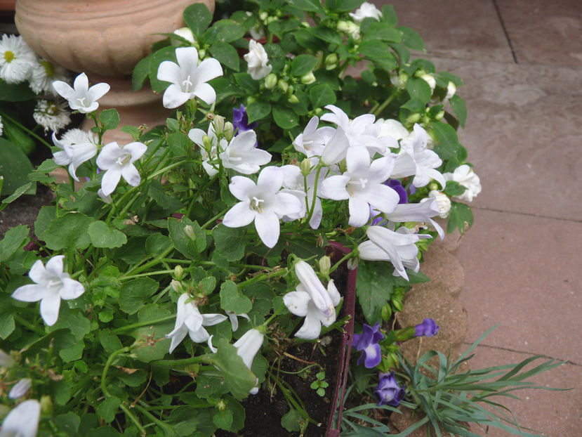 - Campanula