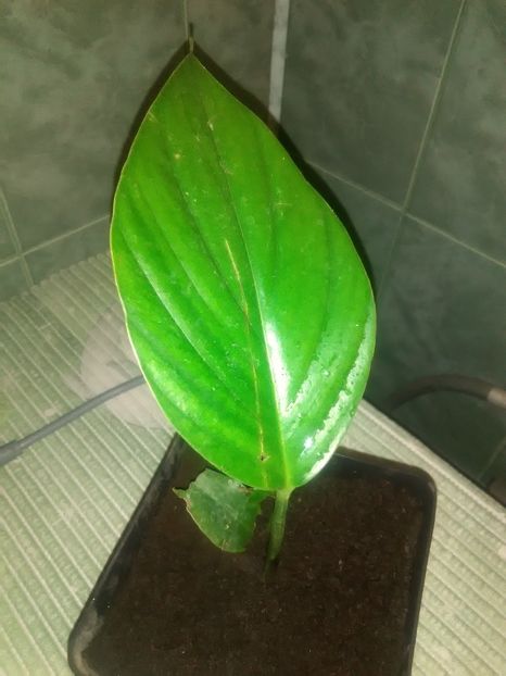 Monstera sp. - Monstera sp