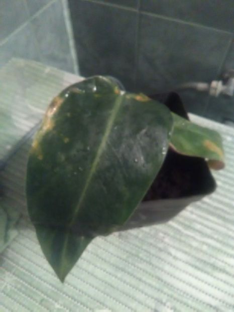 Philodendron erubencens - Tuxtla