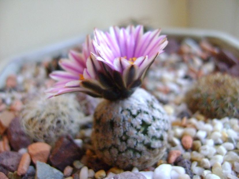 Turbinicarpus valdezianus, MM 96 Tecolotes, Zac. - Cactusi 2018
