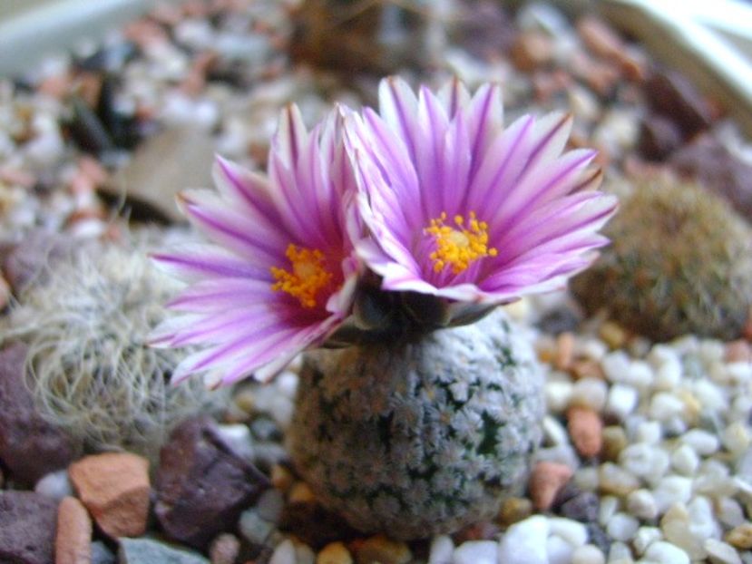 Turbinicarpus valdezianus, MM 96 Tecolotes, Zac. - Cactusi 2018