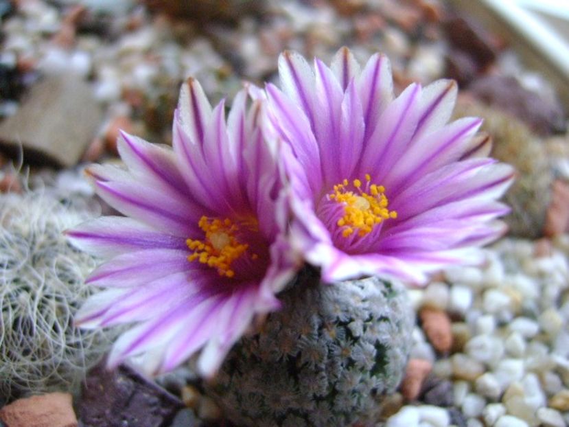 Turbinicarpus valdezianus, MM 96 Tecolotes, Zac. - Cactusi 2018